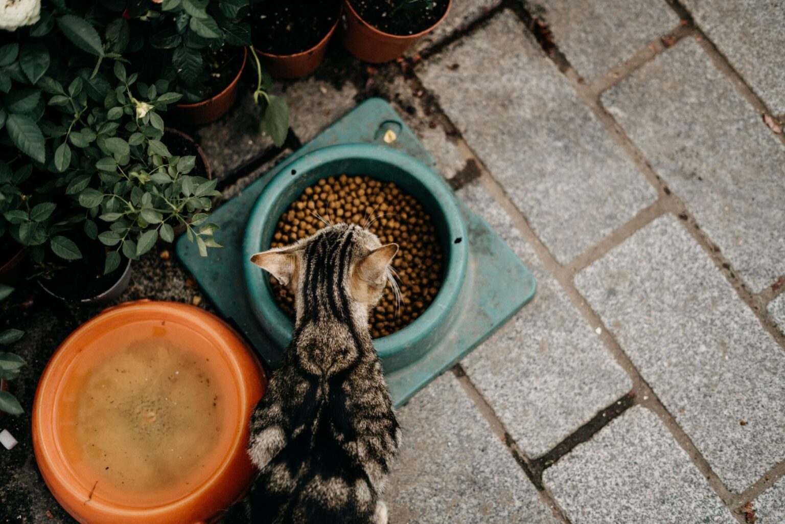Katzengesundheit 2026: Was hochwertiges Futter wirklich bewirkt Katzengesundheit 2026: Was hochwertiges Futter wirklich bewirkt